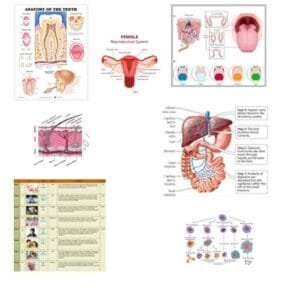 10010-ANATOMY & PHYSIOLOGY