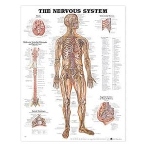 10065-HUMAN NERVOUS SYSTEM