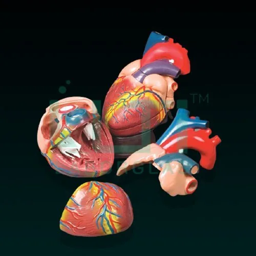 10170-HEART MODEL