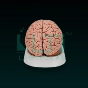 10190-Brain (Routine)