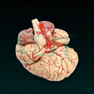 10200-Brain (Superior)