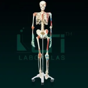 10260-HUMAN SKELETON WITH MUSCLES & LIGAMENTS