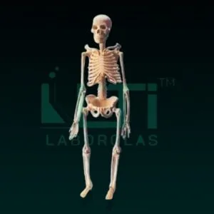 10270-MINI SKELETON