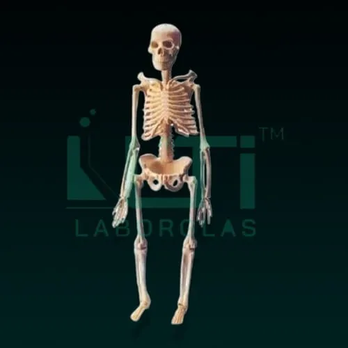 10270-MINI SKELETON
