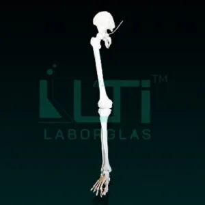 10280-LEG BONES MODEL LIFE SIZE
