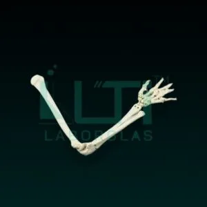 10290-ARM BONES MODEL LIFE SIZE