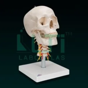 10320-SKULL WITH CERVICAL SPINE