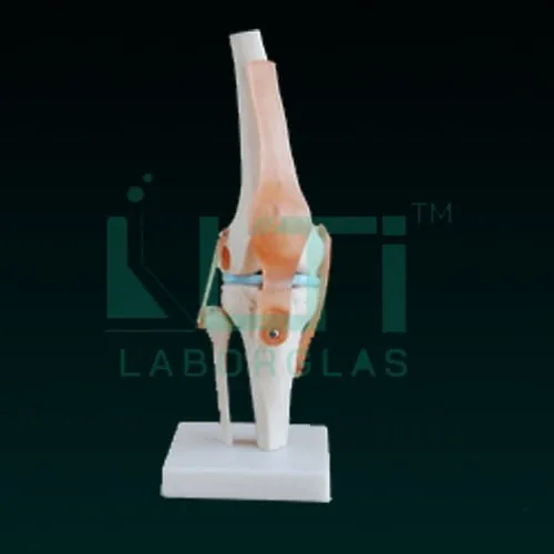 10370-KNEE JOINT