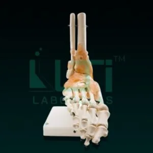 10390-LIFE SIZE FOOT JOINT WITH LIGAMENTS