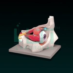 10404-EYE WITH ORBIT