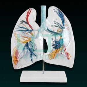 10406-MODEL OF THE TRANSPARENT LUNG SEGMENT