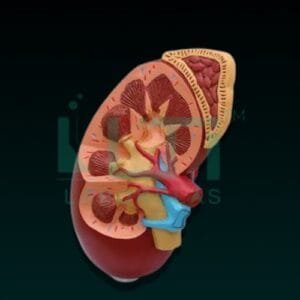 10408-KIDNEY