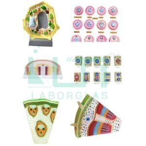 10412- BOTANY MODELS