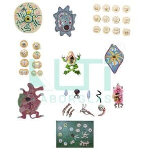 10414- ZOOLOGY MODELS