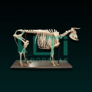 10416-COW SKELETON